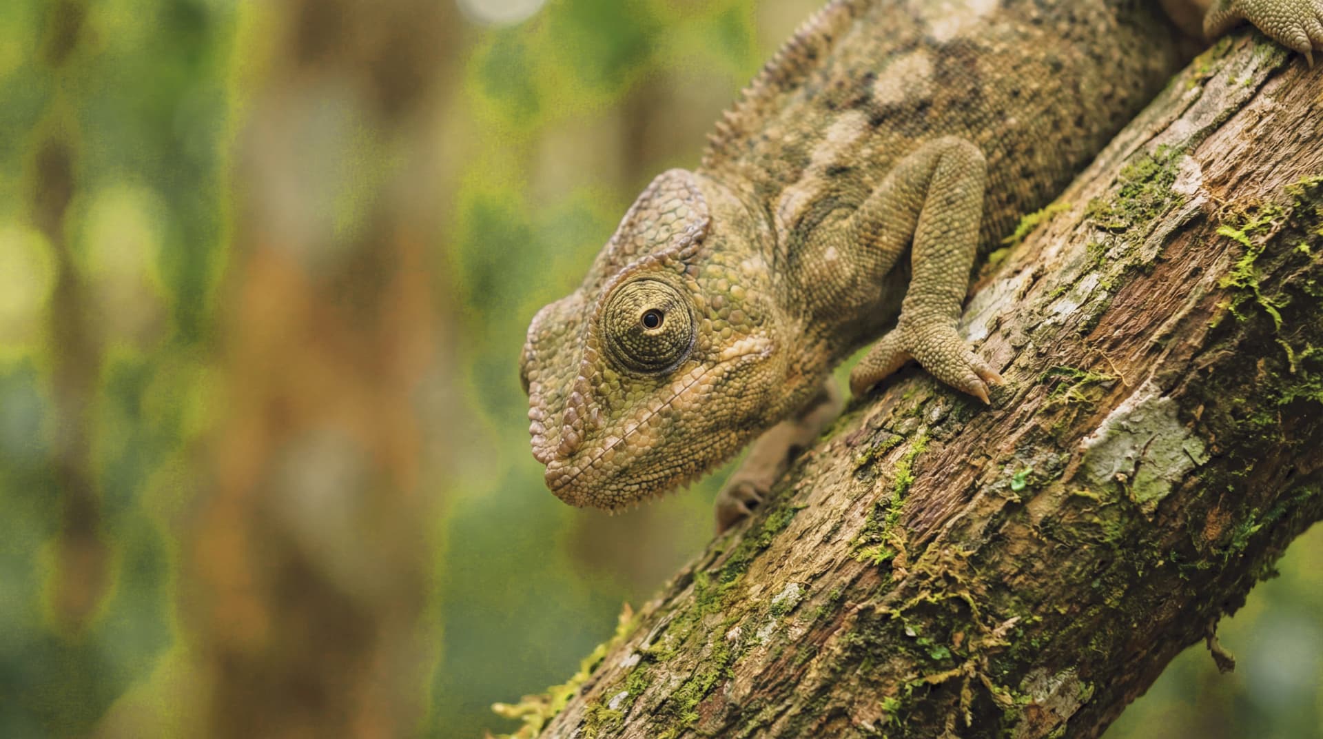 Graded with warm rainforest color effect