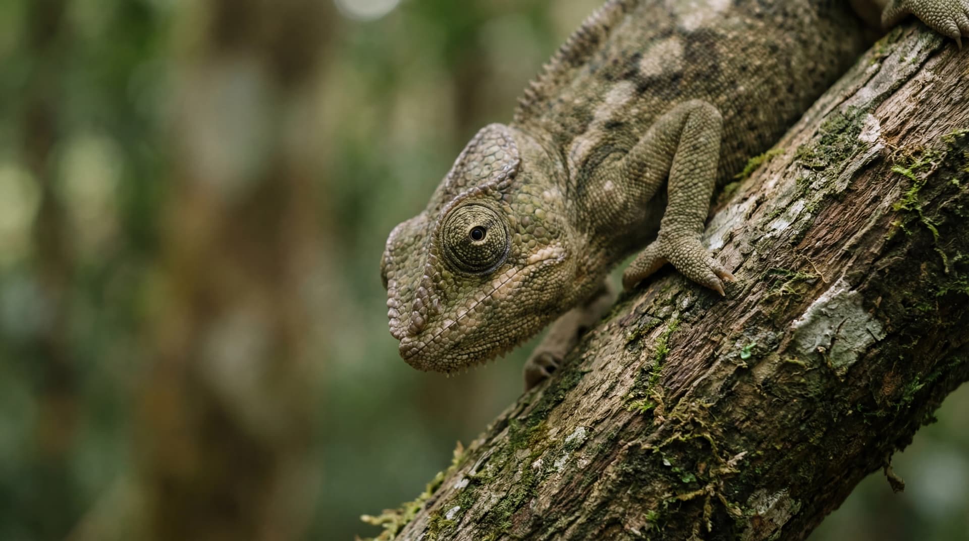 Original nature scene